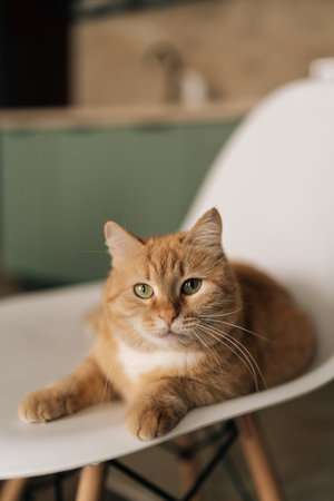 Vertical portrait of ginger cat resting comfortably on white chair, basking in warm sunlight within modern minimalist living space, radiating peaceful domestic contentment, looking at camera.の写真素材