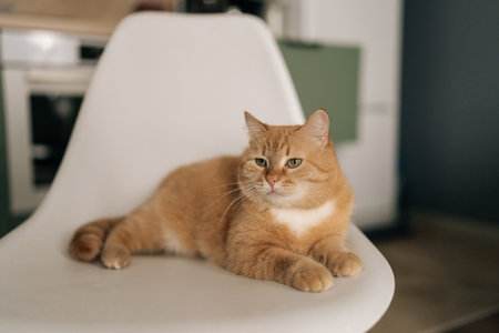 Cute ginger cat lying peacefully on white chair, relaxing in bright modern kitchen room, enjoying moment of tranquility and peace in domestic setting. Concept of pets, domestic animals.の写真素材