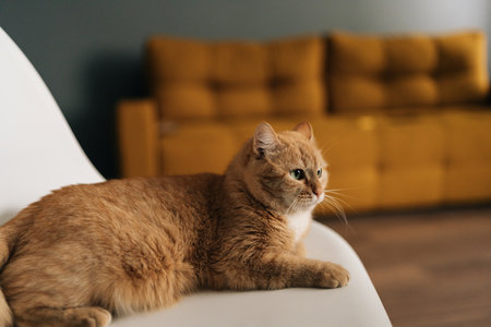 Side view of beautiful ginger cat lying comfortably on white chair, basking in warm daylight within modern minimalist living space, radiating peaceful domestic contentment, looking away.の写真素材