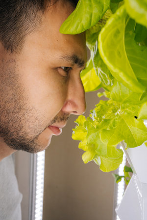 Close-up face of home gardening enthusiast inspecting and smelling fresh lettuce leaf growing in vertical hydroponic farm setup, enjoying green of labor and benefits of sustainable agriculture.の写真素材