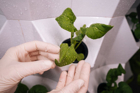 Female gloved hands inspecting vibrant green leaf with water droplets in vertical hydroponic farming setup, highlighting sustainable agriculture and innovation. Concept of urban farming.の写真素材