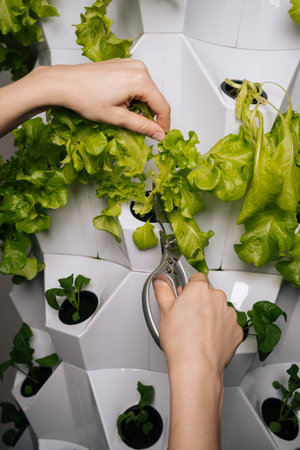 Vegetarian female hands using scissors, harvesting fresh lettuce growing in modern vertical hydroponic farm, showcasing sustainable agriculture and innovative food production techniques.の写真素材