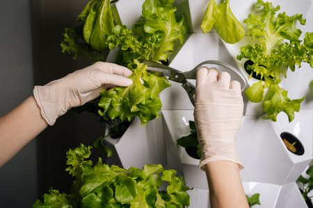 Closeup of agricultural technician cutting lettuce from vertical hydroponic system, revealing sustainable urban farming method with efficient crop cultivation technique. Concept of home gardening.の写真素材