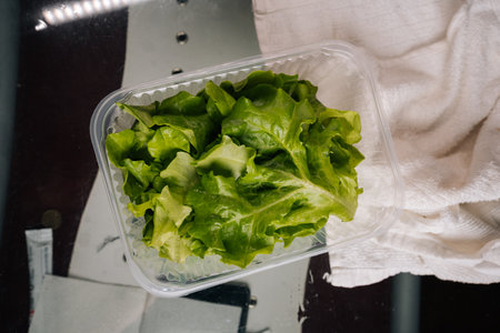 Top view of freshly picked green lettuce leaves neatly arranged in clear plastic container, placed on reflective surface next to white cloth, ready for culinary use. Concept of healthy lifestyle.の写真素材