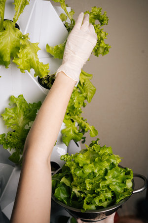 Vertical shot of home gardener cutting fresh lettuce from vertical hydroponic system, revealing sustainable urban farming method with efficient crop cultivation technique. Concept of home gardening.の写真素材