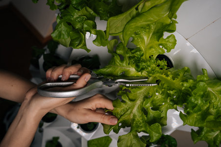 Process cutting fresh lettuce leaves with scissors from vertical hydroponic garden, representing innovative sustainable farming method and urban agriculture technology. Concept of indoor farming.の写真素材