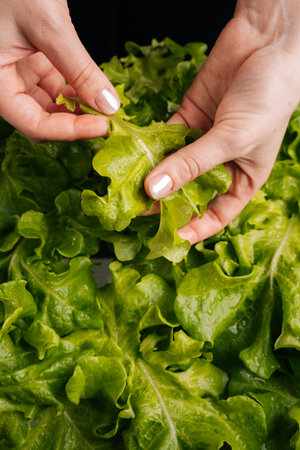 Top view of hands gently handling fresh wet green lettuce leaves, preparing for healthy and vibrant salad, emphasizing importance of fresh ingredients in culinary practices. Concept of home gardening.の写真素材