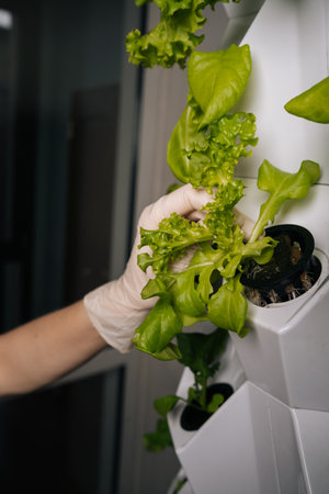 Gloved hands of home gardening enthusiast transferring hydroponic green oak lettuce seedling into...
