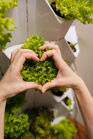 Hands forming heart shape around vibrant green lettuce leaves, highlighting commitment to healthy,...
