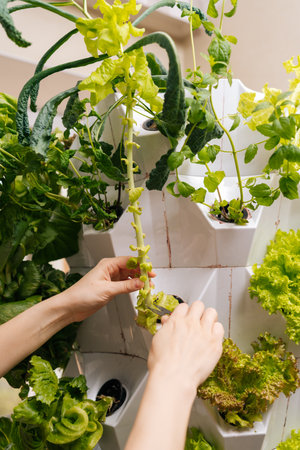 Close-up vertical shot of female hands harvesting fresh lettuce leaves from vertical hydroponic...