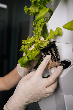 Close-up hands of home gardening enthusiast transferring hydroponic green oak lettuce seedling into...