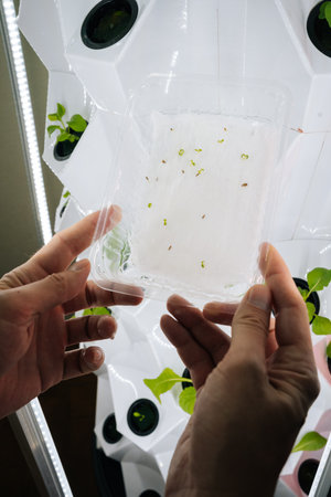 Agricultural technician male holding seedling tray within hydroponic vertical farm, green sprouts...