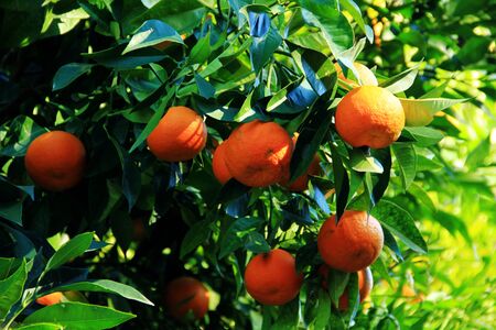 Growing oranges on a green tree in sunlightの写真素材