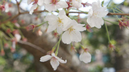 beautiful flowerの写真素材