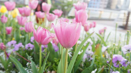 pink tulip in the cityの写真素材