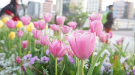 pink tulip in the cityの写真素材