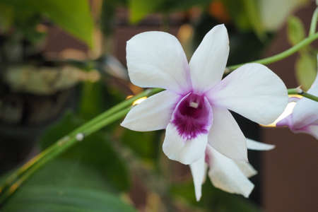 white orchid in the gardenの写真素材