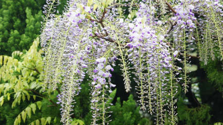 beautiful flowersの写真素材