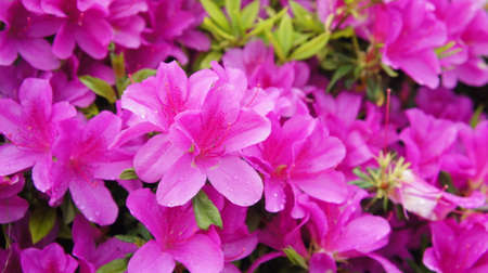 beautiful flowersの写真素材