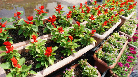 beautiful flowersの写真素材
