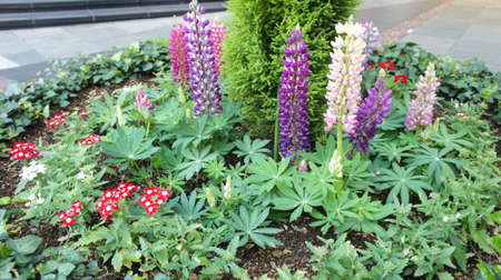 beautiful flowersの写真素材