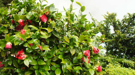 beautiful flowersの写真素材