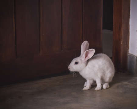 Intruder Rabbitの写真素材