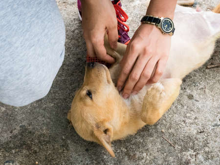 stray dogの写真素材