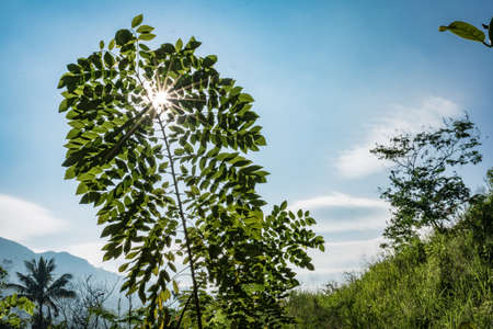 nature artの写真素材