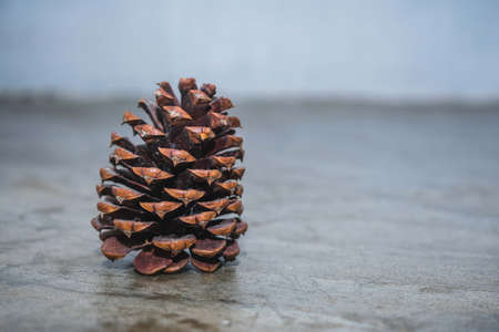 pine nutの写真素材