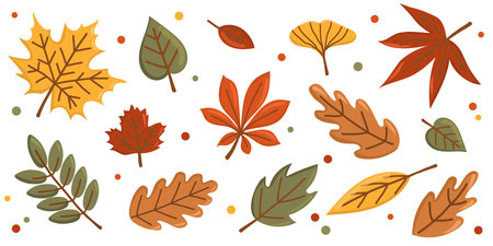 Set of colorful autumn leaves. Flat vector illustration with maple, oak, birch, chestnut leaves. Seasonal autumn design elements isolated on white background. Horizontal botanical banner.のイラスト素材