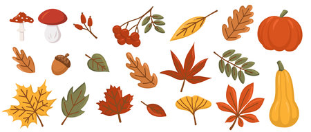 Collection of various autumn leaves, berries, pumpkins and mushrooms. Autumn season. Vector set of leaves. White isolated background. Elements for scrapbooking.のイラスト素材