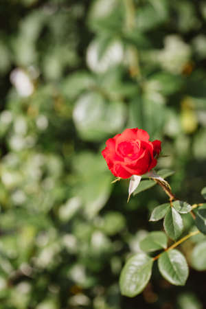 bush dark pink rose on a background of green shrubs.の写真素材