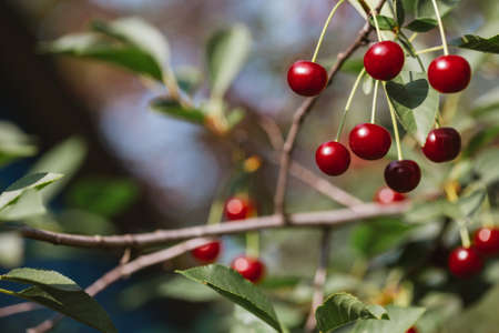 red cherry it is growing on a sky background.