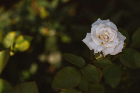 bush white rose on a background of green shrubs.の写真素材
