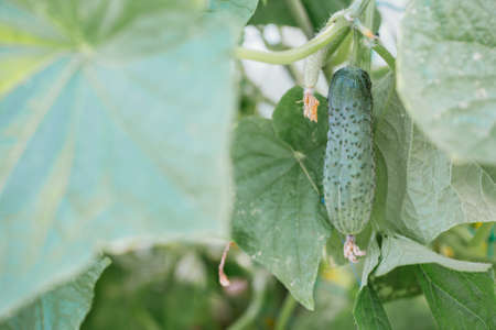 cucumber grows on a bush in the garden.の写真素材