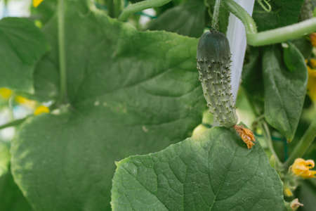 cucumber grows on a bush in the garden.の写真素材