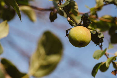 green apples growing on the tree against the sky.