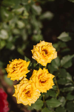 bush yellow rose on a background of green shrubs.の写真素材