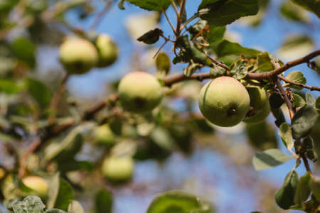 green apples growing on the tree against the sky.の写真素材