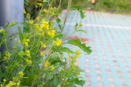 Yellow flowers in the outdoor parking lot