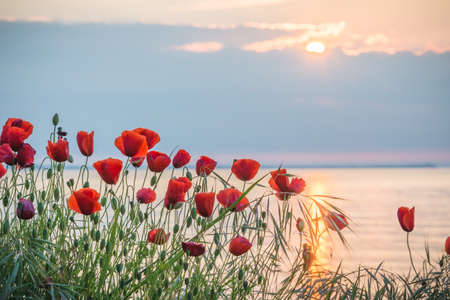 Poppies on the sea shore at sunriseの写真素材