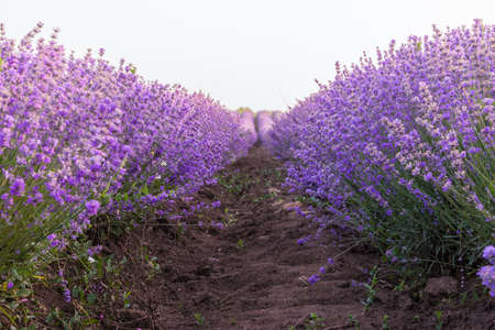 Close up of lavender field row under the sunrise lightの写真素材