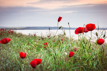 Poppies on the sea shore at sunriseの写真素材