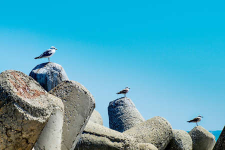 Three seagulls alighted ascending on a bay concrete tetrapodsの写真素材