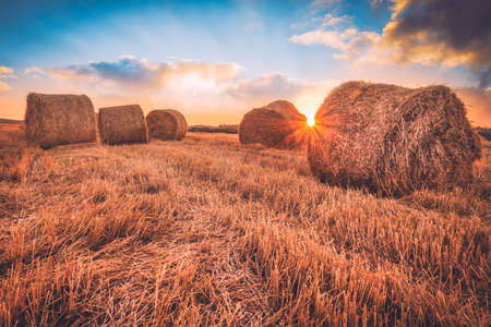 Sunrise over a field of hay bales.