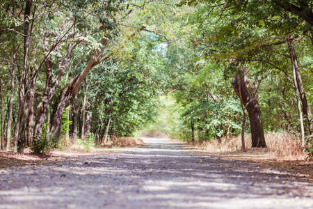 A gravel road winding through the forest in a sunny dayの写真素材
