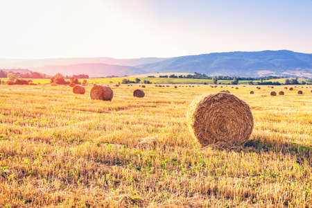 Field of hay bales. Harvesting at the end of the summer.の写真素材
