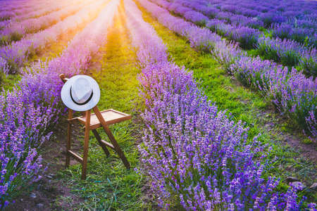 A chair with a hanged over hat between the blooming lavender rows under the summer sunset rays. Dream and relax concept.の写真素材