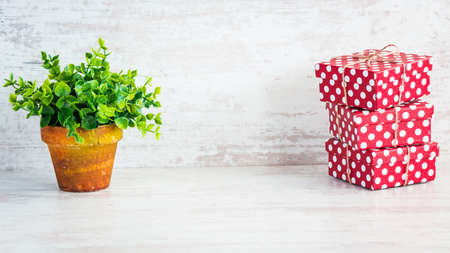 A heap of red dotted gift boxes and a green flower in a rustic ceramic pot. White wooden background, copy space.の写真素材